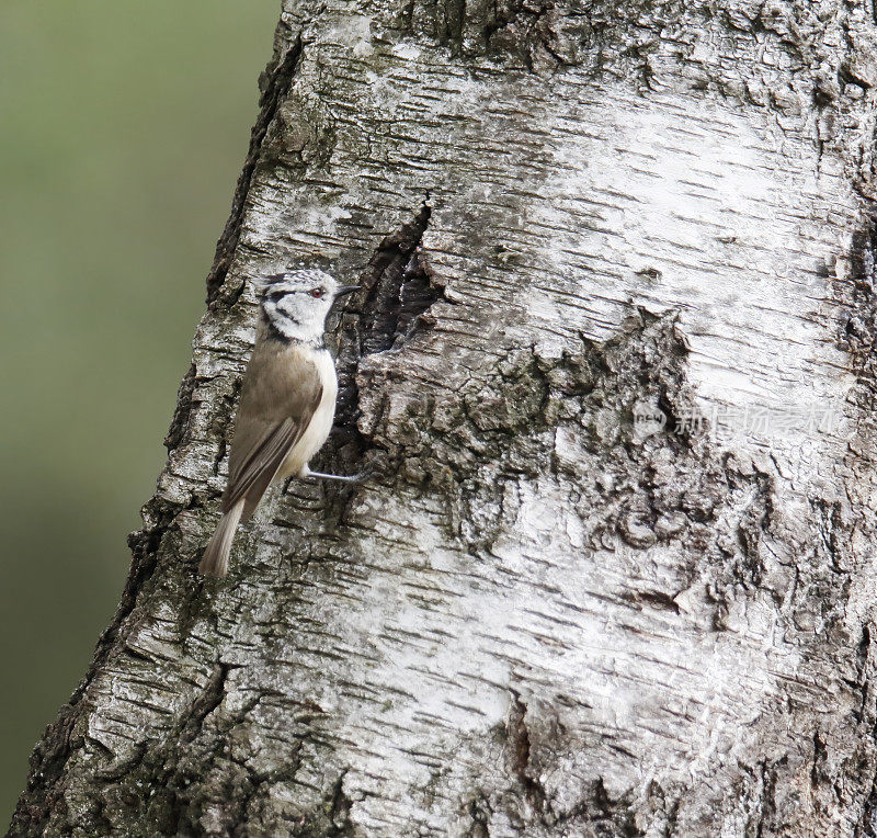 冠山雀(学名:Lophophanes cristatus)